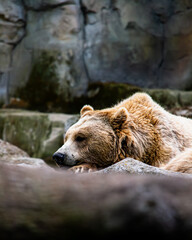 Fototapeta premium Brown Bear (Ursus arctos) Lying Down and Resting on a Rock