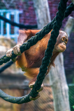 Bornean Orangutan Climbing on Thick Ropes with Blurred Background