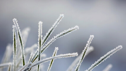 Closeup of frosty green plant stems with icy crystals on blurred gray background in cold winter weather