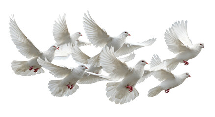 Obraz premium A flock of white birds in flight, against a transparent background