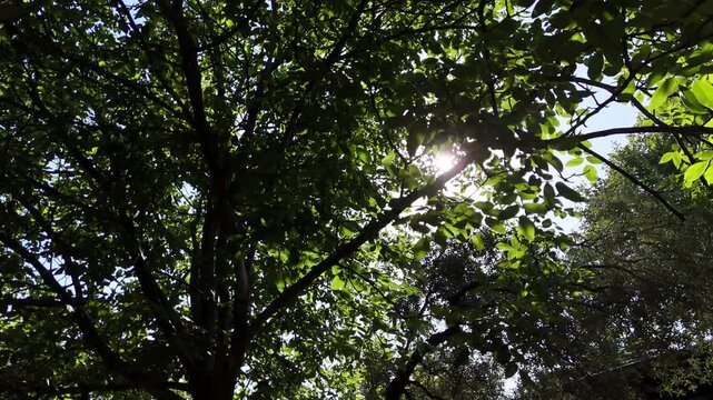 Sunlight rays streaming through tall trees in a natural forest, creating a peaceful and magical atmosphere. The scene represents nature, hope, tranquility, spirituality, and a connection with the natu