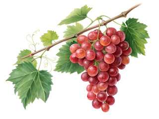 Vibrant Red Grapes on Vine isolated on transparent background