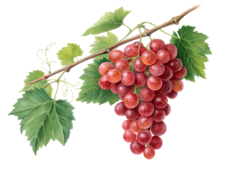 Vibrant Red Grapes on Vine isolated on transparent background