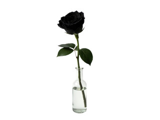 A single black rose in a clear vase