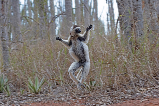 Verreaux's sifaka