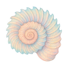 Obraz premium PNG Pastel spiral seashell illustration.