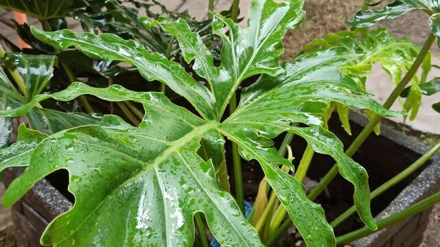 A philodendron leaf glistens with fresh raindrops, its deep green surface shining brightly as nature reveals its clean, vibrant beauty after a gentle shower