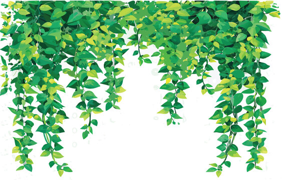 "Lush arrangement of cascading green foliage with diverse leafy vines in varying shapes and shades of green, forming a dense and vibrant botanical display ideal for garden, patio, or indoor decor."