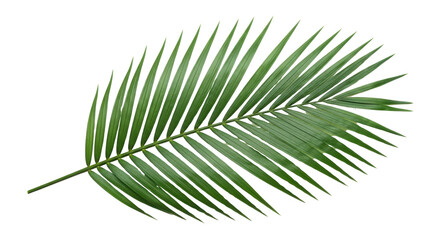Obraz premium 白い背景に分離された緑のヤシの葉