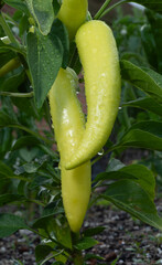 Two large yellow chili peppers on the plant covered in water after it rained