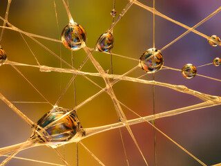 Water drops on an artificial spiderweb. Dynamic colorful background, abstract patterns and shapes. Macro still life photography