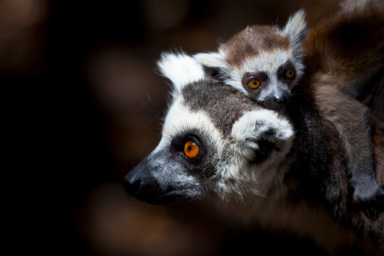 Close-up side view of a Female ring‑tailed lemur (Lemur catta) carrying a pup on her back
