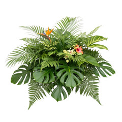 Tropical flower arrangement isolated on transparent background