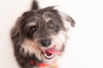 portrait of a black dog