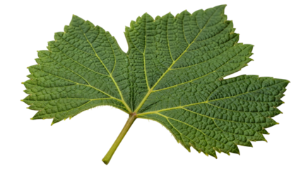 Green leaf with yellow veins on it underside and thin stem top.