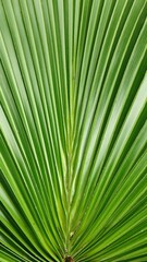 Obraz premium Ornamental palm leaves forming natural tropical pattern, showing green foliage texture and exotic botanical background suitable for design concept