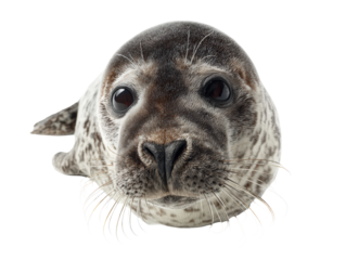 Seal Pup Close-Up on White Background