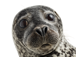 Seal Close-Up Portrait