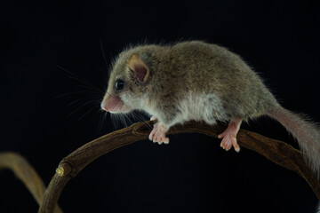 African woodland dormouse (Graphiurus murinus) on a vine, with black background