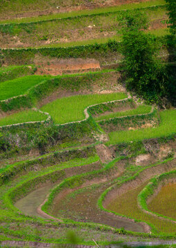 Green Rice Terraces Of Hani People In Yuanyang, Yunnan Province, China