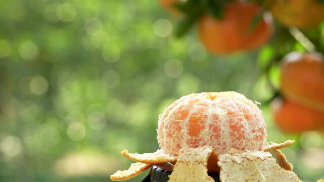Macro of a peeled fresh mandarin orange fruit in a sunlit Vietnamese garden.