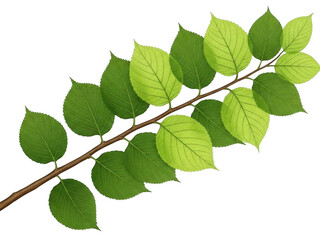 Green leaves on branch isolated on transparent background