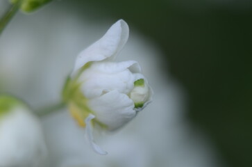 Floral background macro white flowers