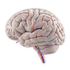 Detailed human brain anatomy isolated on transparent background