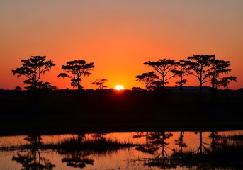 Naklejka premium Silhouetted cypress trees reflect in still water during a vibrant sunset.