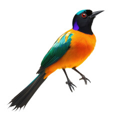 Fototapeta premium Colorful Bird Of Paradise Isolated Against Transparent Background Showcasing Detailed Feathers And Vibrant Plumage