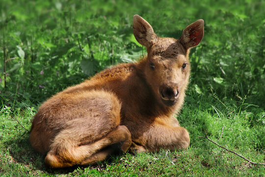 Elch (Alces alces) Kalb, Jungtier liegt im Gras 