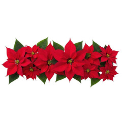 Vibrant red poinsettias cluster isolated on transparent background