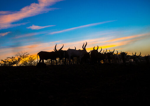 Cows at sunset, Afar region, Afambo, Ethiopia