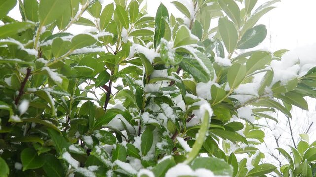 Prunus laurocerasus cherry laurel, common laurel and English laurel. Ornamental plant, used for planting in gardens and parks in temperate regions. Evergreen plant that tolerates frost and snowfall