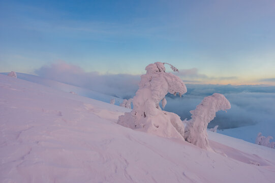View of snow-laden trees sculpted by the wind and cold, stand against a backdrop of soft blue sky and distant clouds, Velka Fatra, Slovakia.