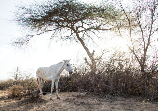 White horse during the Gada system ceremony in Borana tribe, Oromia, Yabelo, Ethiopia