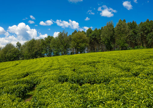 Green tea plantation, Keffa, Bonga, Ethiopia