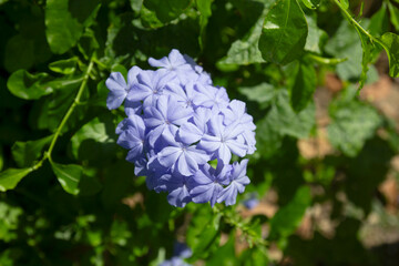 Plumbago auriculata blue flowering tropical plant