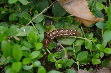 Top view grass moth, acronicta rumicis larvae, caterpillar climbing on leaves.