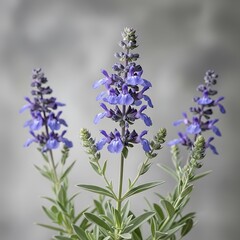 Obraz premium Three blue flowering plants rise on delicate stems against a soft gray background.
