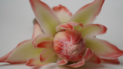 Fresh pink torch ginger flowers (Etlingera elatior) with their stems placed in a white place (isolated white).