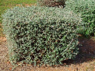 Shrubby germander, or Teucrium fruticans plant in Glyfada, Greece © Konstantinos