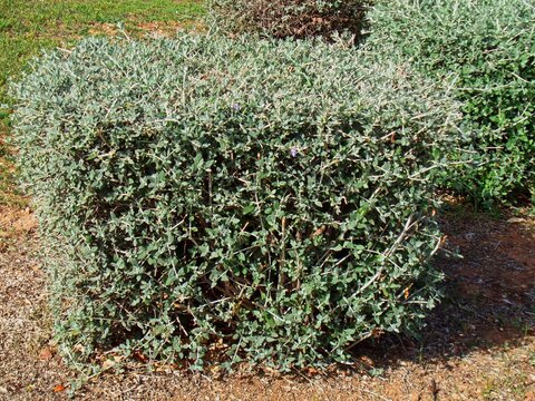 Shrubby germander, or Teucrium fruticans plant in Glyfada, Greece
