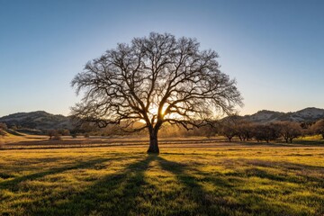 Fototapeta premium Silhouette of a lone, bare tree against the setting sun in a golden, open field