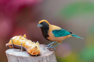 lilac breasted roller