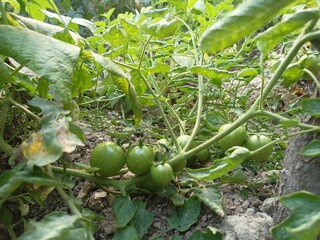 Fresh Unripe Green Tomatoes Growing on Vine in Home Garden