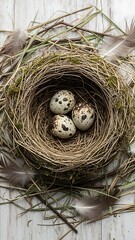 Obraz premium Bird nest with three speckled eggs on wooden surface brown