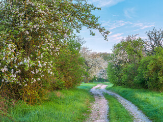 Footpath through orchard with apple and cherry trees in bloom during spring, petals covering the ground