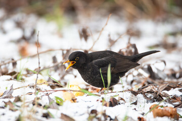 Eurasian common blackbird eats rotten apple, Turdus merula in winter, true thrush searching for...