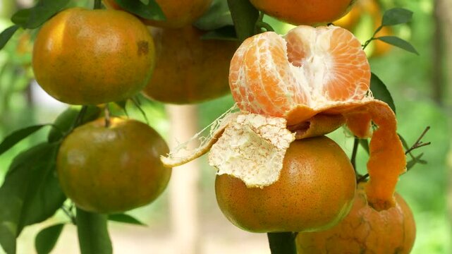 Macro of a peeled and split mandarin orange on a tree branch in a sunlit Vietnamese orchard.